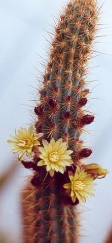 Myrtgerocactus_lindsayi_1